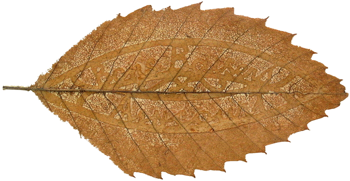 Feuille sèche aux nervures ajourées pour obtenir le message « Bons Baisers - Aincourt ». Collection de Madame Denise Digani. Droits réservés.