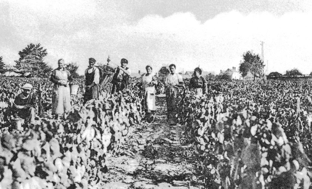 Vendanges à Mont-près-Chambord. Carte postale extraite du recueil de la Cave coopérative, début des années 1930. Collection Mémoire Vive.